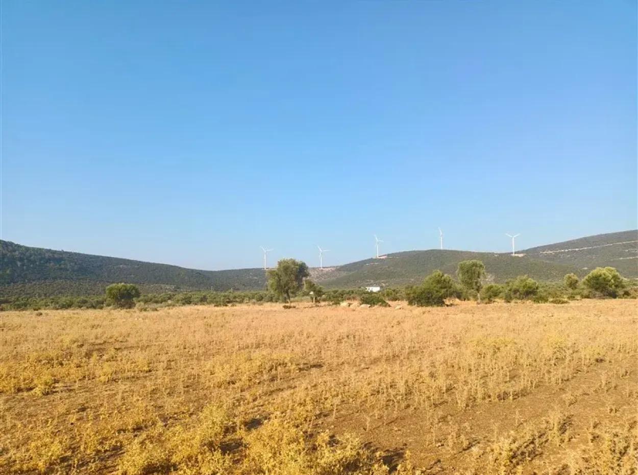 Didim Akyeniköy Balovada 5000M2 Olivenhain Zum Verkauf