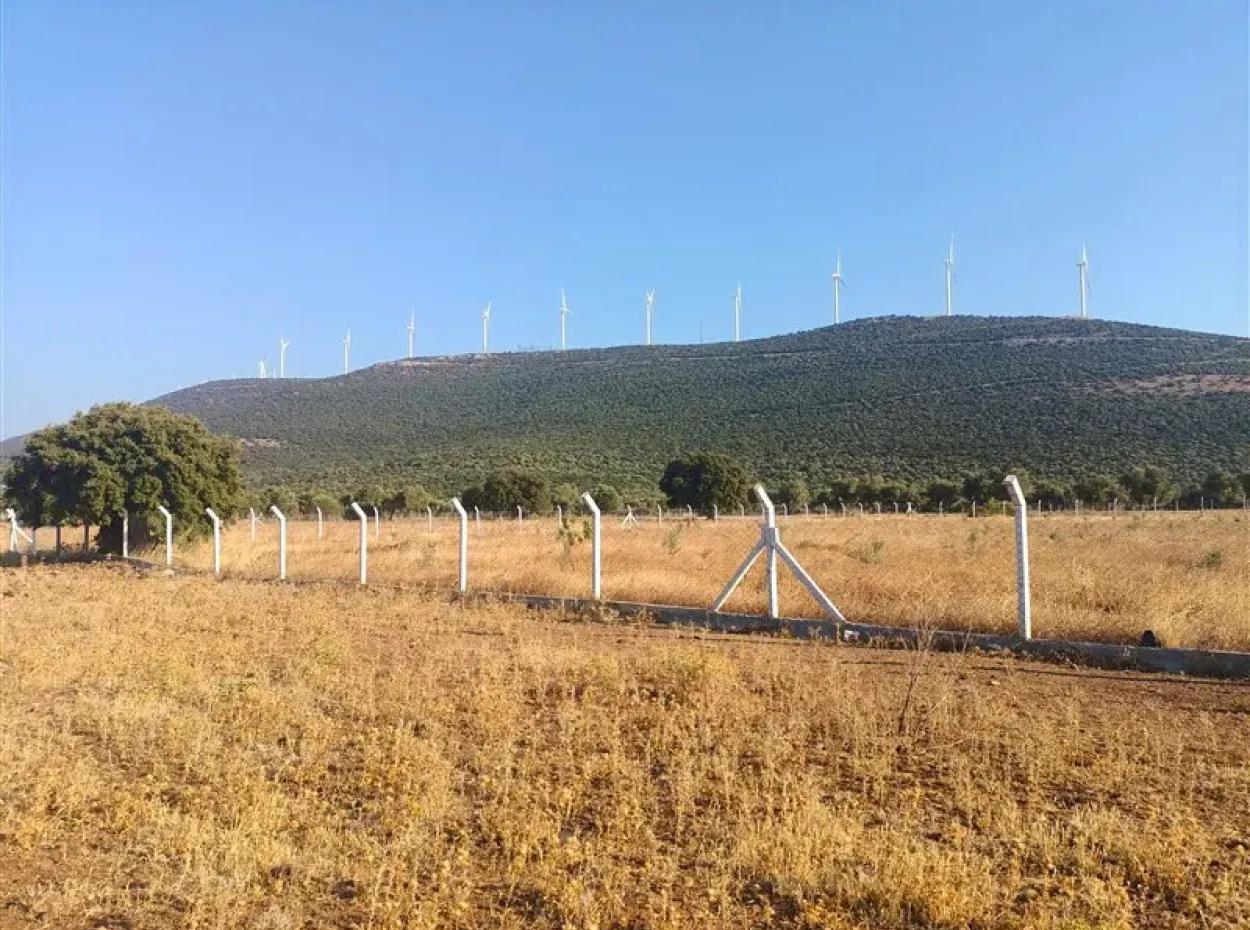 Didim Akyeniköy Balovada 5000M2 Olivenhain Zum Verkauf