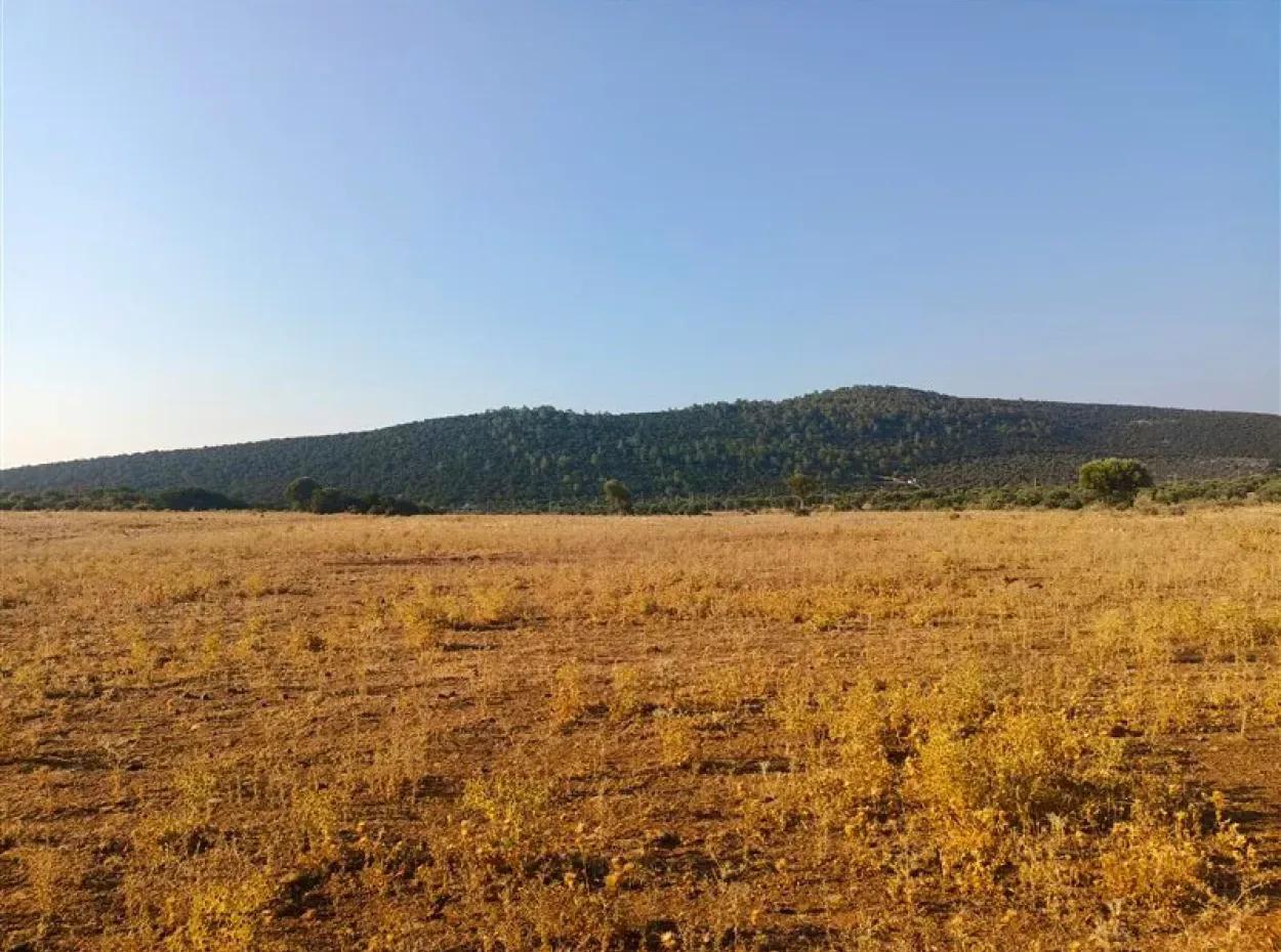 Didim Akyeniköy Balovada 5000M2 Olivenhain Zum Verkauf