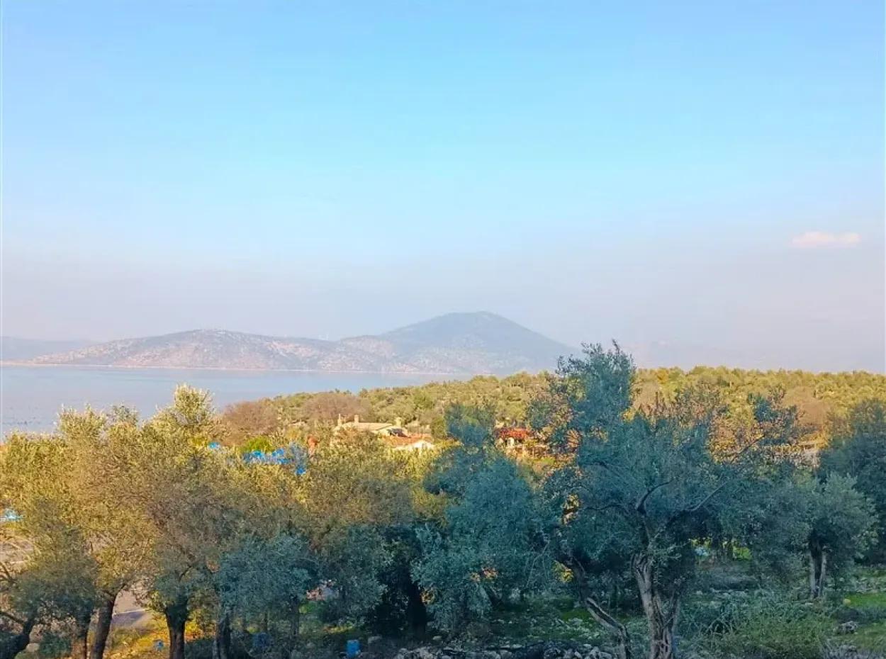 Didim Akyeniköy 55.000M2 Olivenhain Mit Seeblick Zum Verkauf