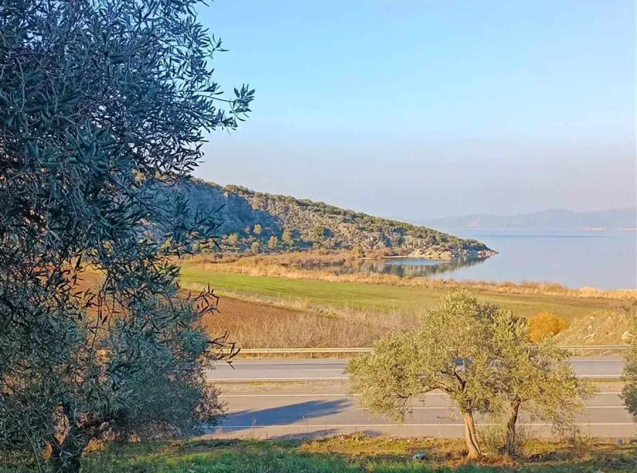 Didim Akyeniköy 55.000M2 Olivenhain Mit Seeblick Zum Verkauf