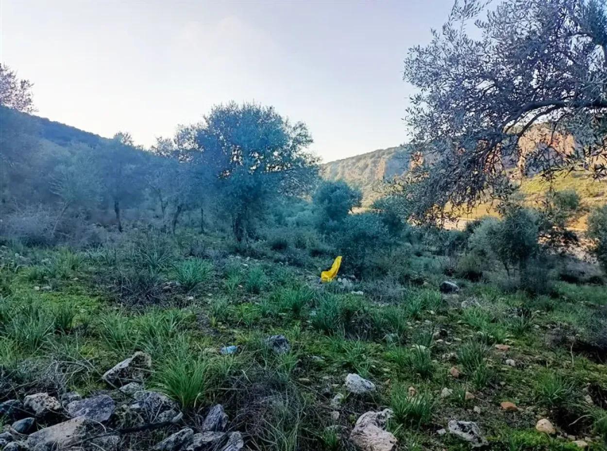 Didim Akyeniköy 55.000M2 Olivenhain Mit Seeblick Zum Verkauf