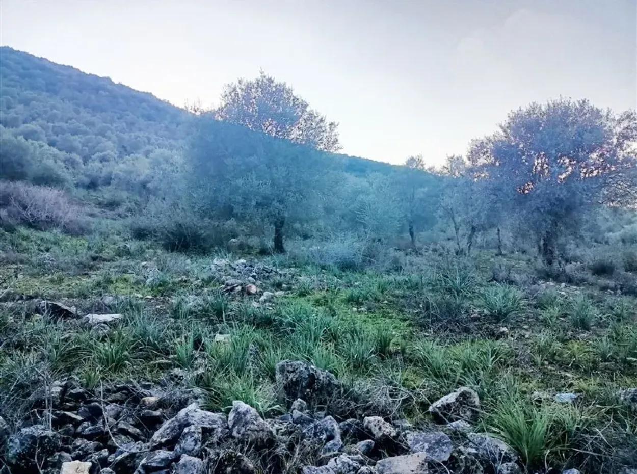 Didim Akyeniköy 55.000M2 Olivenhain Mit Seeblick Zum Verkauf