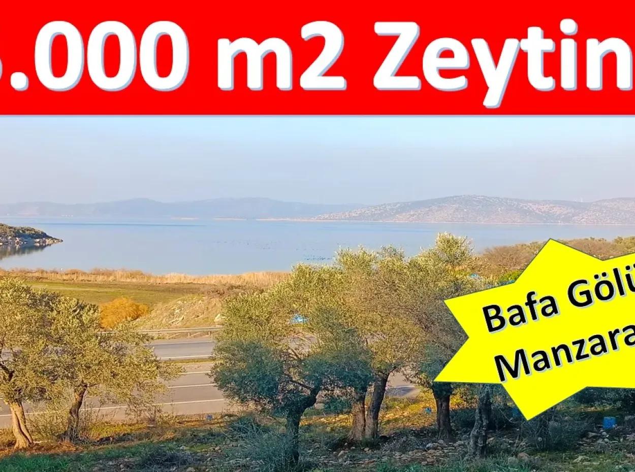 Didim Akyeniköy 55.000M2 Olivenhain Mit Seeblick Zum Verkauf