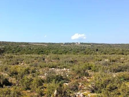 Didim Akyeniköy Bozseki İzonlı Grundstücke Zum Verkauf