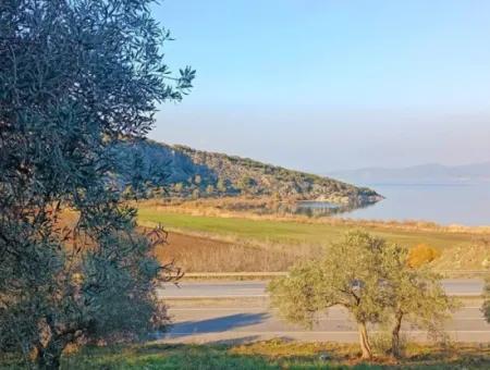 Didim Akyeniköy 55.000M2 Olivenhain Mit Seeblick Zum Verkauf