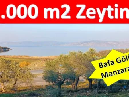 Didim Akyeniköy 55.000M2 Olivenhain Mit Seeblick Zum Verkauf