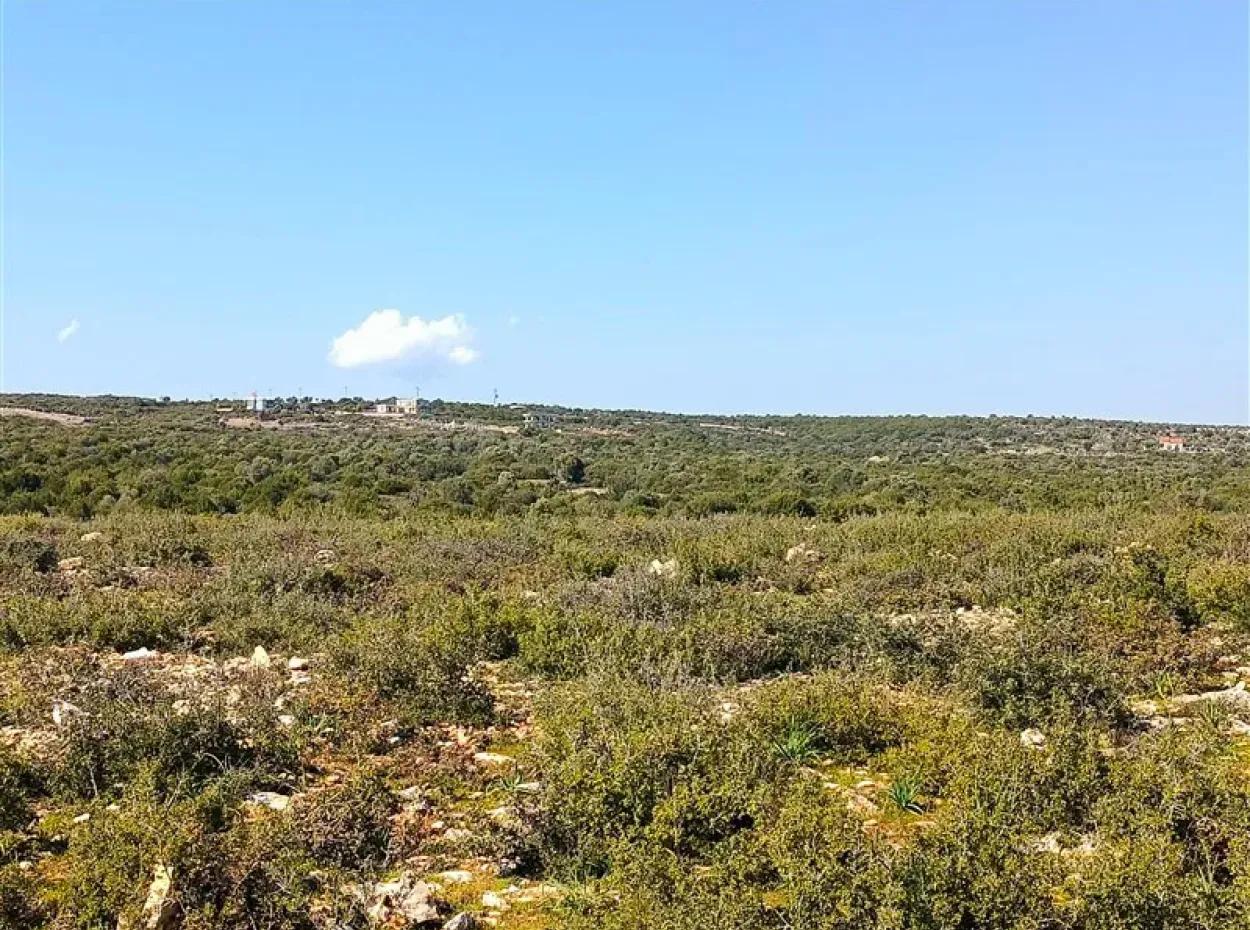 Didim Akyeniköy Bozseki İzonlı Lands For Sale