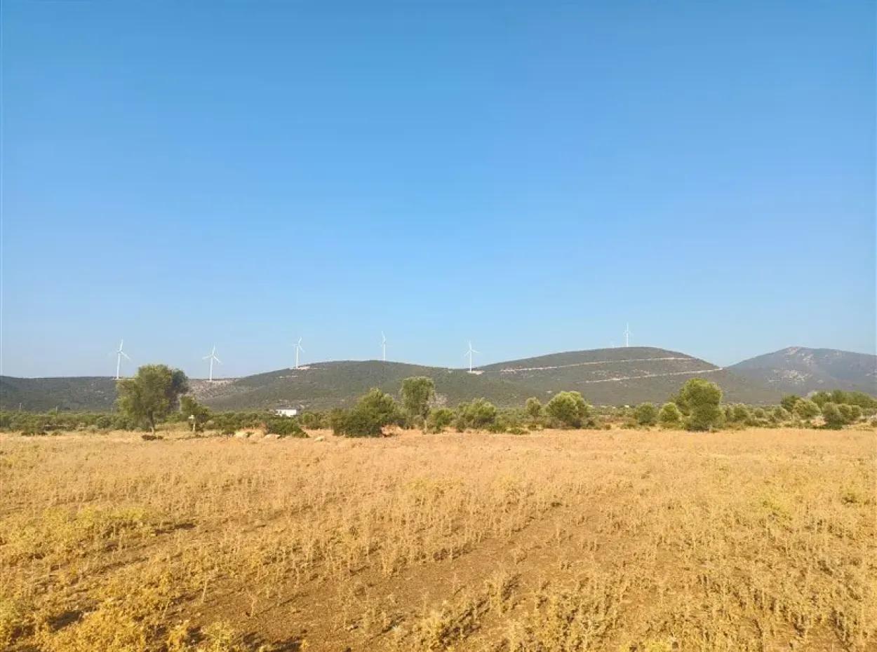 Didim Akyeniköy Balovada 5000M2 Olive Grove For Sale