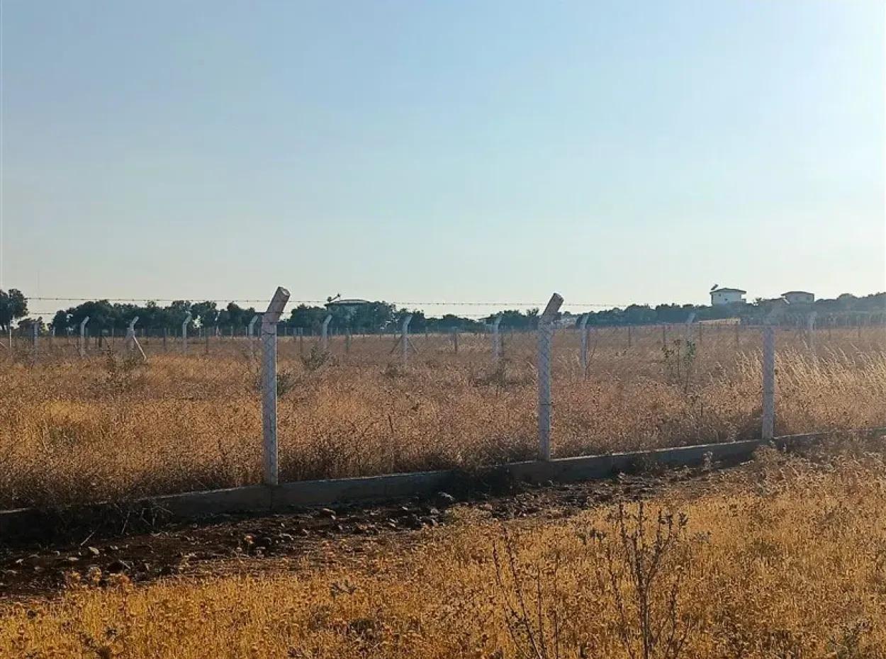 Didim Akyeniköy Balovada 5000M2 Olive Grove For Sale