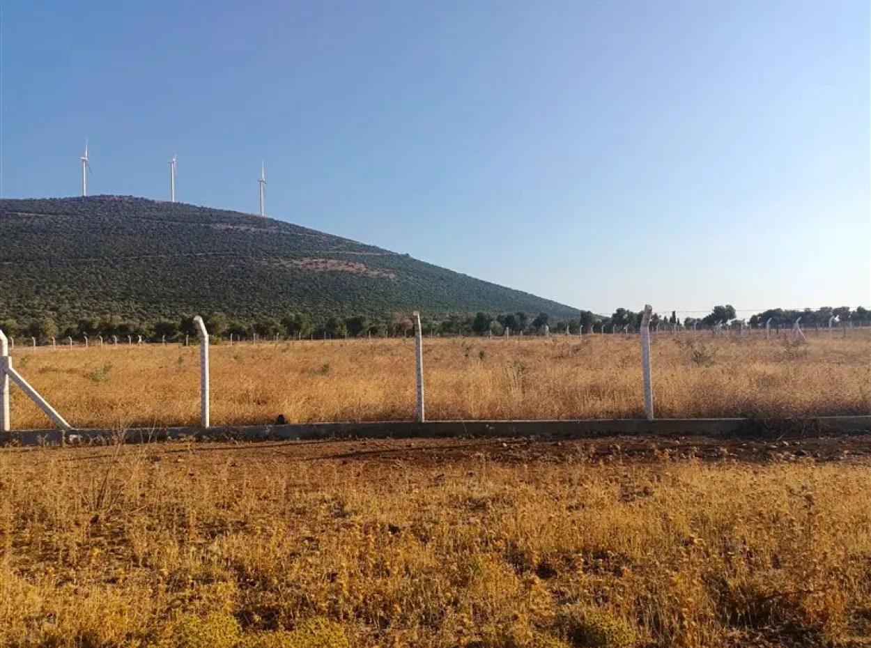 Didim Akyeniköy Balovada 5000M2 Olive Grove For Sale