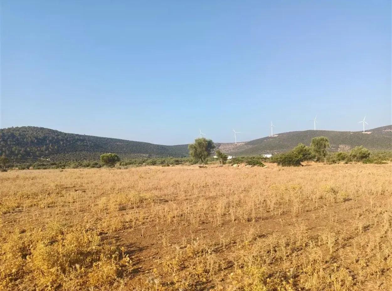 Didim Akyeniköy Balovada 5000M2 Olive Grove For Sale