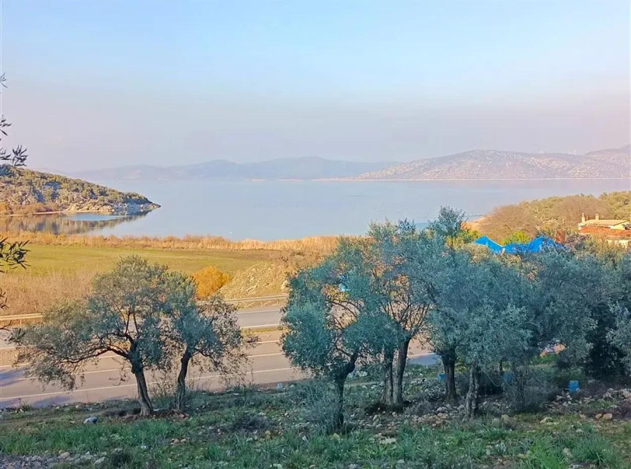 Didim Akyeniköy 55.000M2 Lake View Olive Grove For Sale