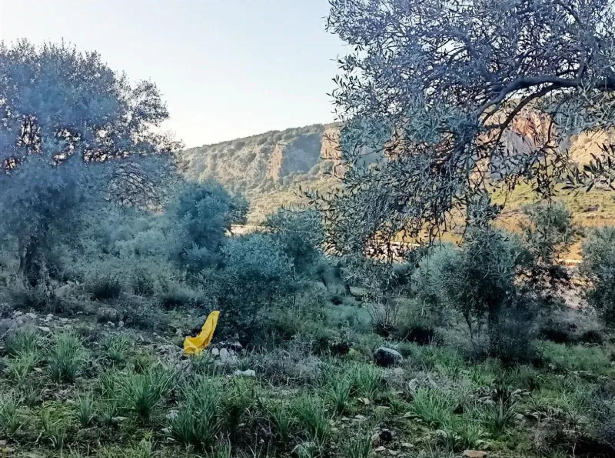 Didim Akyeniköy 55.000M2 Lake View Olive Grove For Sale