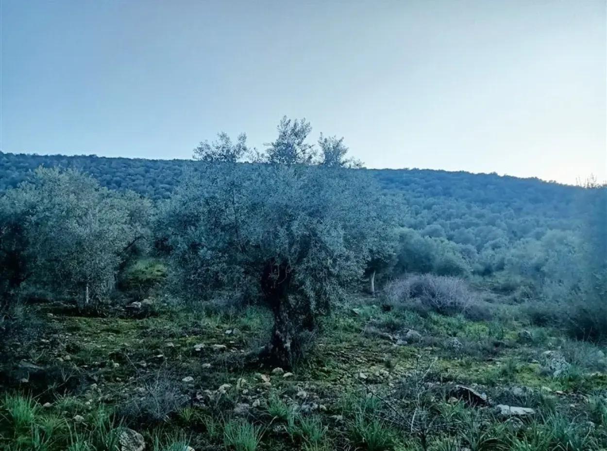 Didim Akyeniköy 55.000M2 Lake View Olive Grove For Sale