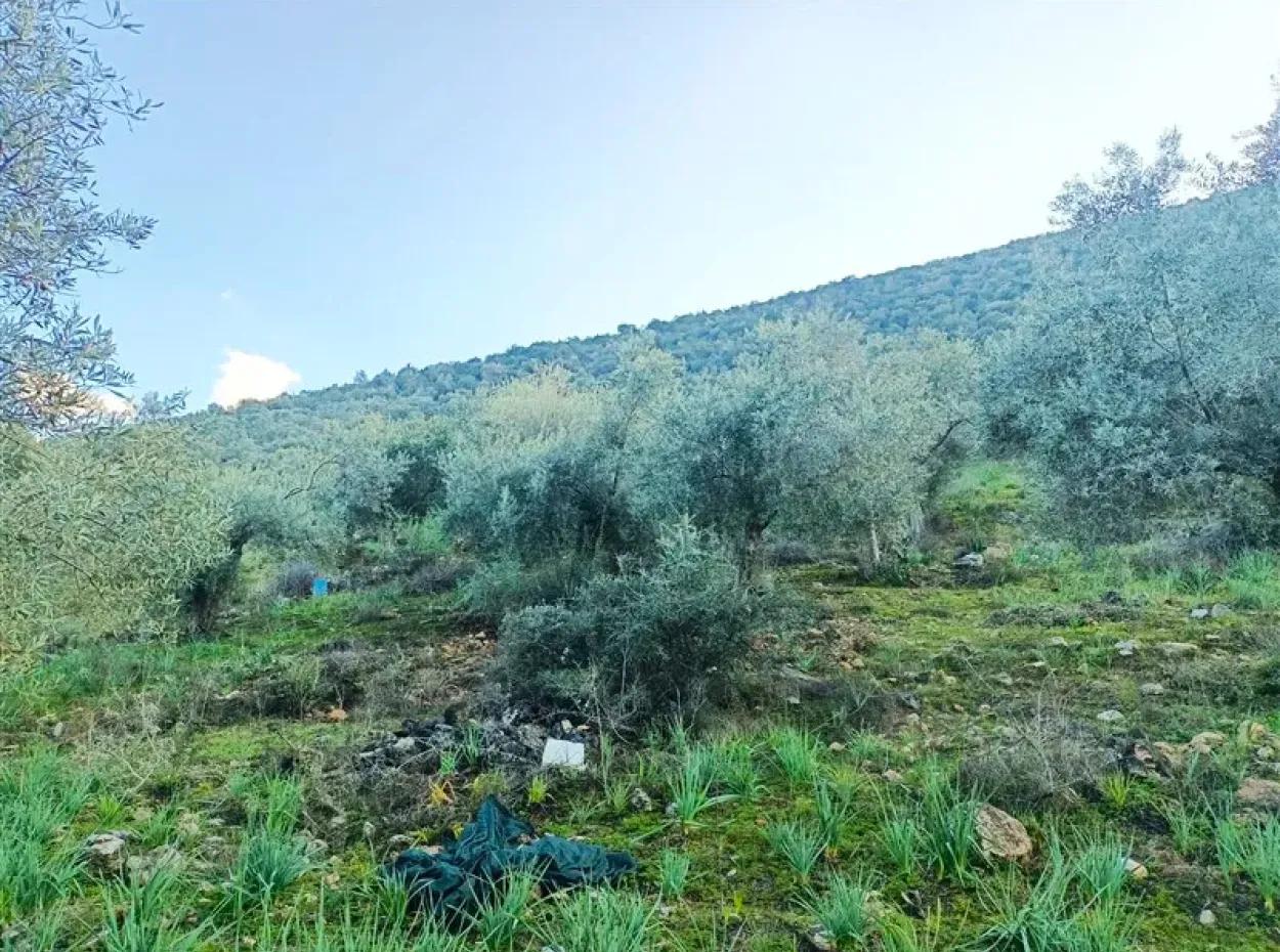 Didim Akyeniköy 55.000M2 Lake View Olive Grove For Sale