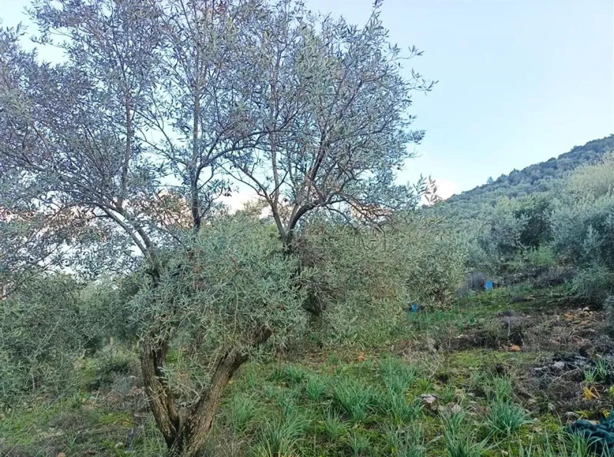 Didim Akyeniköy 55.000M2 Lake View Olive Grove For Sale