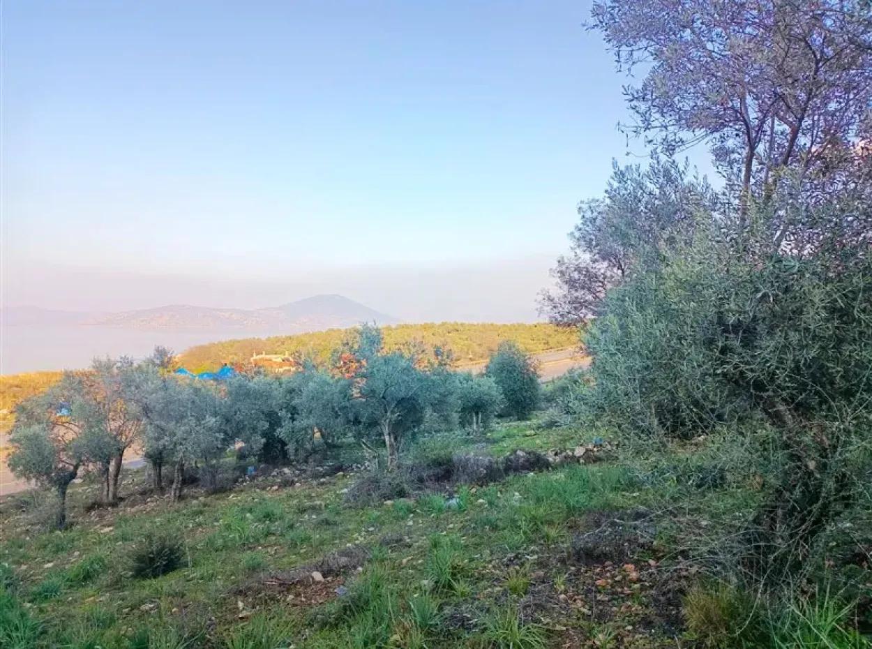 Didim Akyeniköy 55.000M2 Lake View Olive Grove For Sale