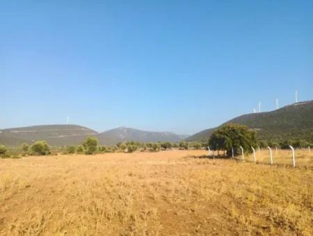 Didim Akyeniköy Balovada 5000M2 Olive Grove For Sale