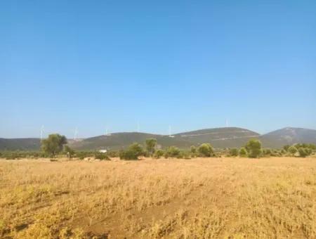 Didim Akyeniköy Balovada 5000M2 Olive Grove For Sale