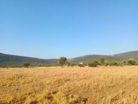 Didim Akyeniköy Balovada 5000M2 Olive Grove For Sale