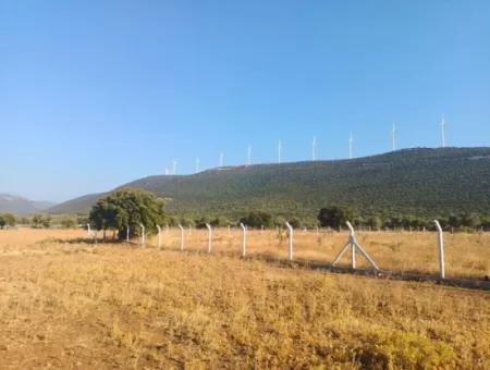 Didim Akyeniköy Balovada 5000M2 Olive Grove For Sale