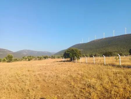 Didim Akyeniköy Balovada 5000M2 Olive Grove For Sale