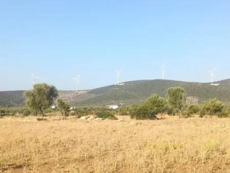 Didim Akyeniköy Balovada 5000M2 Olive Grove For Sale