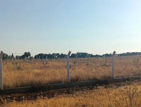 Didim Akyeniköy Balovada 5000M2 Olive Grove For Sale