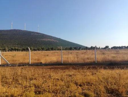 Didim Akyeniköy Balovada 5000M2 Olive Grove For Sale