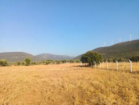 Didim Akyeniköy Balovada 5000M2 Olive Grove For Sale