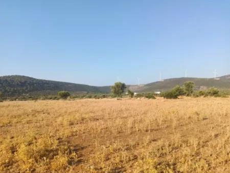 Didim Akyeniköy Balovada 5000M2 Olive Grove For Sale