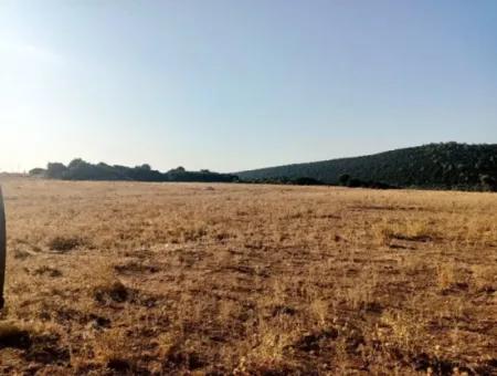 Didim Akyeniköy Balovada 5000M2 Olive Grove For Sale