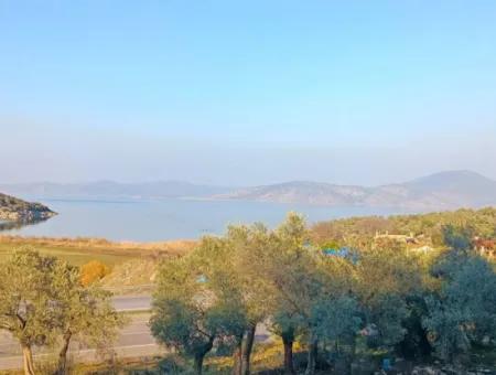 Didim Akyeniköy 55.000M2 Lake View Olive Grove For Sale