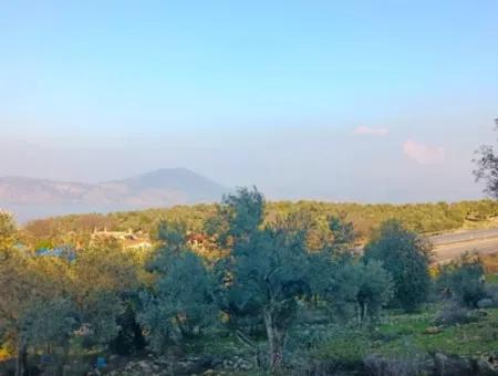 Didim Akyeniköy 55.000M2 Lake View Olive Grove For Sale