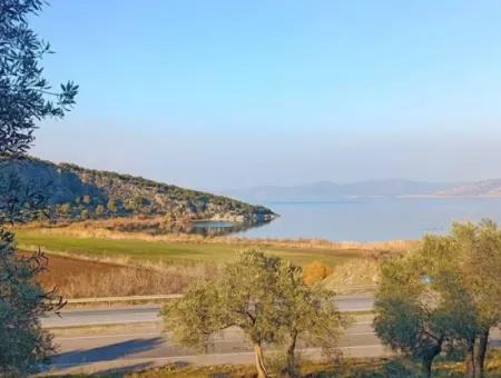 Didim Akyeniköy 55.000M2 Lake View Olive Grove For Sale