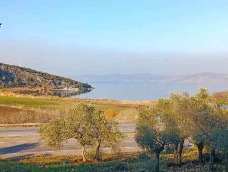 Didim Akyeniköy 55.000M2 Lake View Olive Grove For Sale