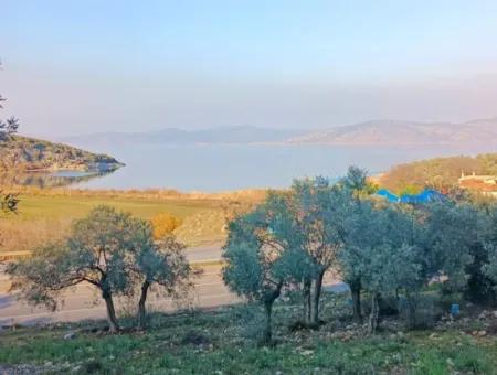 Didim Akyeniköy 55.000M2 Lake View Olive Grove For Sale