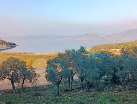 Didim Akyeniköy 55.000M2 Lake View Olive Grove For Sale