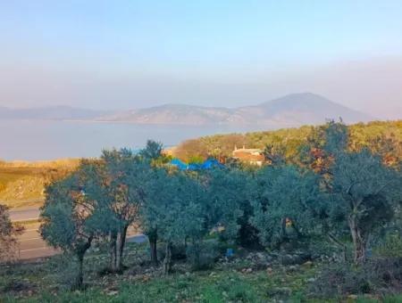 Didim Akyeniköy 55.000M2 Lake View Olive Grove For Sale