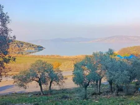 Didim Akyeniköy 55.000M2 Lake View Olive Grove For Sale