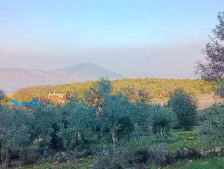 Didim Akyeniköy 55.000M2 Lake View Olive Grove For Sale