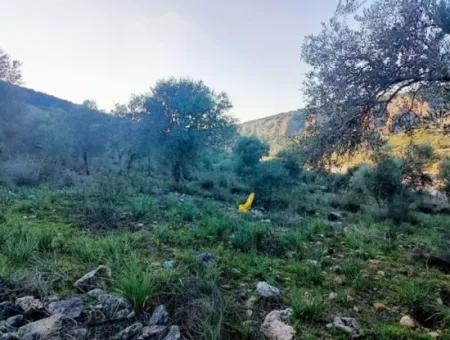 Didim Akyeniköy 55.000M2 Lake View Olive Grove For Sale