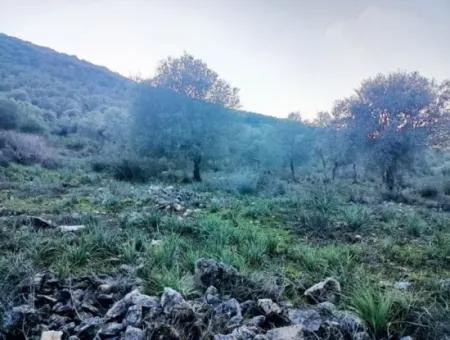 Didim Akyeniköy 55.000M2 Lake View Olive Grove For Sale