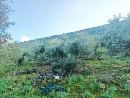 Didim Akyeniköy 55.000M2 Lake View Olive Grove For Sale