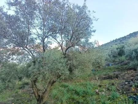 Didim Akyeniköy 55.000M2 Lake View Olive Grove For Sale