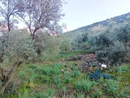 Didim Akyeniköy 55.000M2 Lake View Olive Grove For Sale