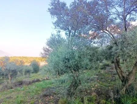 Didim Akyeniköy 55.000M2 Lake View Olive Grove For Sale