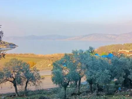 Didim Akyeniköy 55.000M2 Lake View Olive Grove For Sale