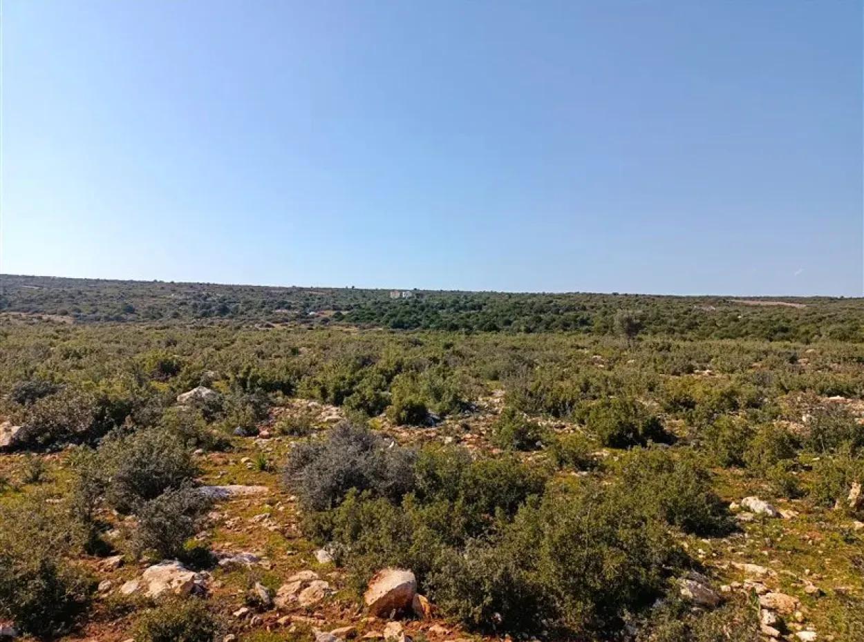 Didim Akyeniköy Bozseki İmarlı Satılık Arsalar